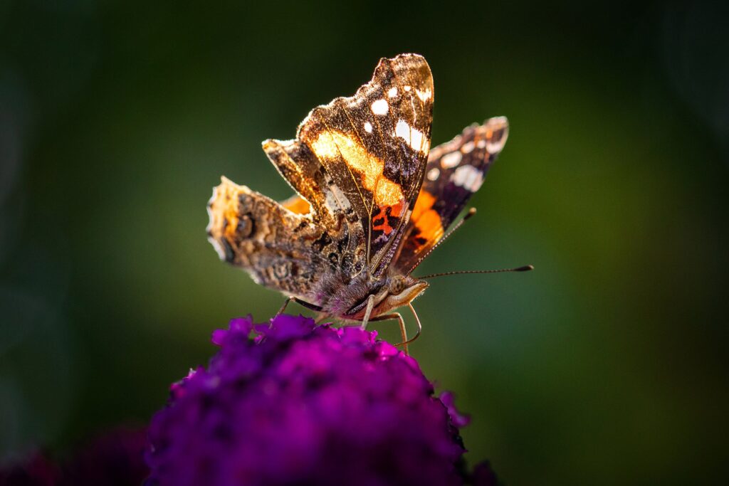 A butterfly perched on top of a purple flower.